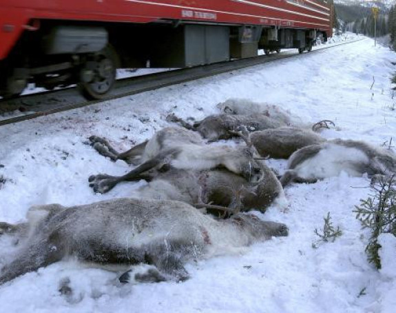У Норвешкој воз усмртио 17 ирваса