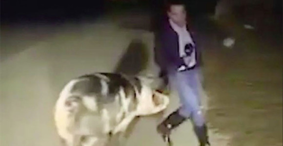  Репортера угризла свиња, у студију се смијали (ВИДЕО)