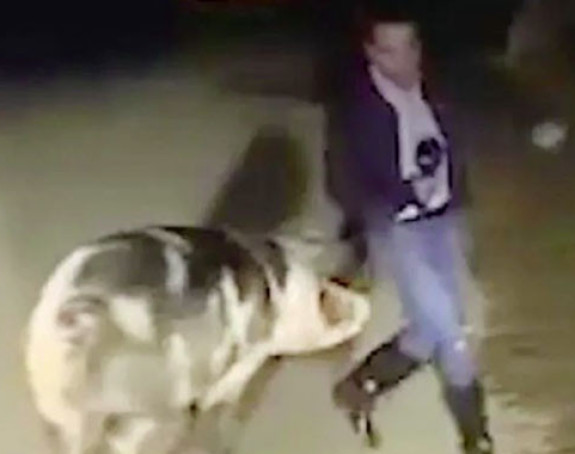  Reportera ugrizla svinja, u studiju se smijali (VIDEO)