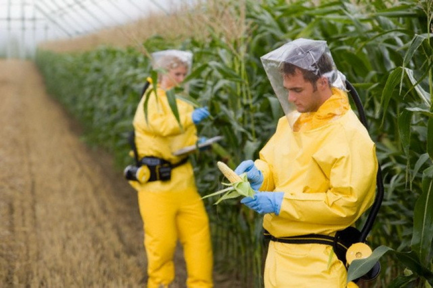 Provaljene stotine GMO studija sa lažnim rezultatima