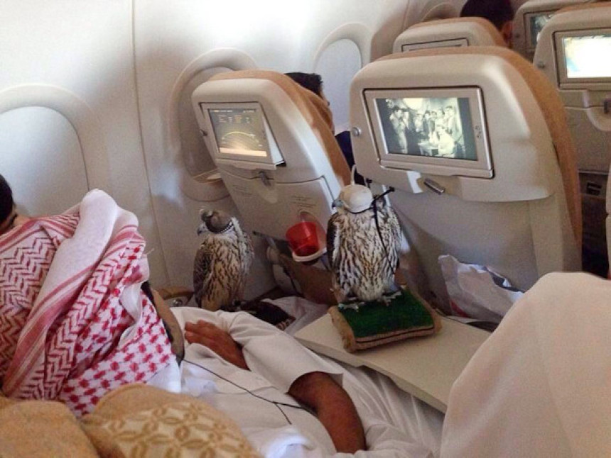 Птице саудијског принца лете само авионом