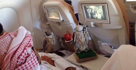 Ptice saudijskog princa lete samo avionom