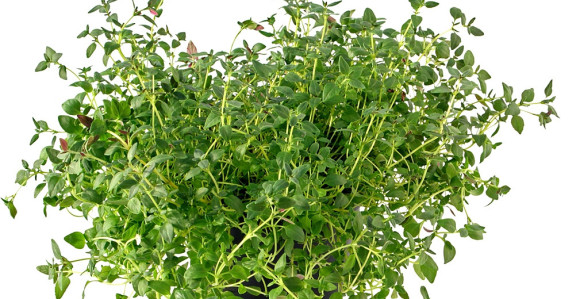 Timijan protiv kašlja i bolnih zglobova