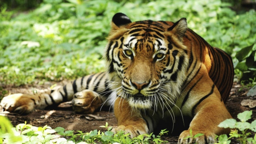 Монаси развили бизнис - шверц тигрова на велико