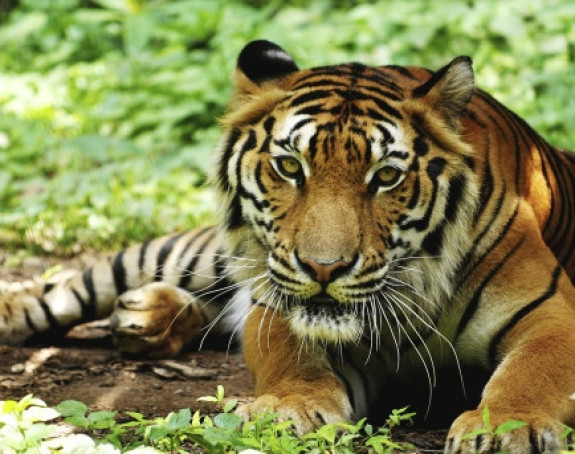 Монаси развили бизнис - шверц тигрова на велико