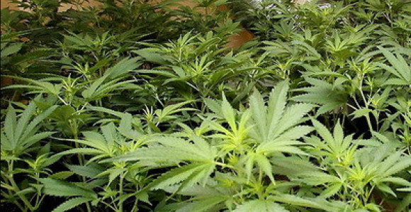 Hapšenje u Gradišci: Pronađena droga 