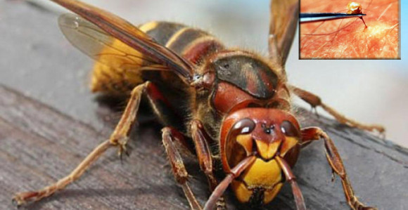 Шта урадити ако вас убоде стршљен?