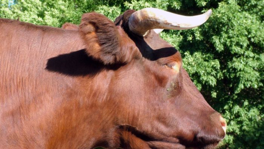 U Foči bik ubio radnika farme 