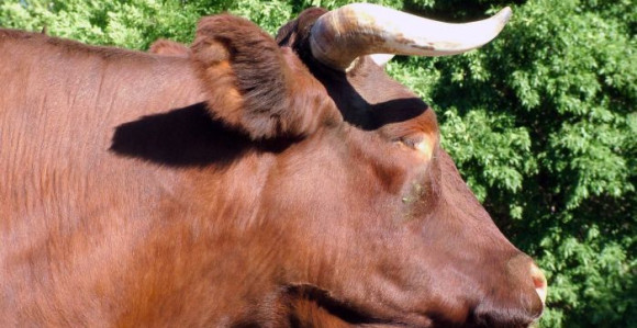 U Foči bik ubio radnika farme 