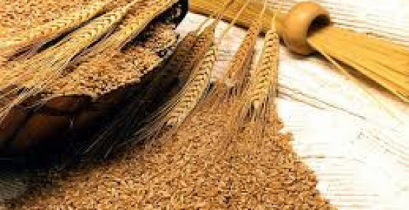 Žetva počela znatno ranije 