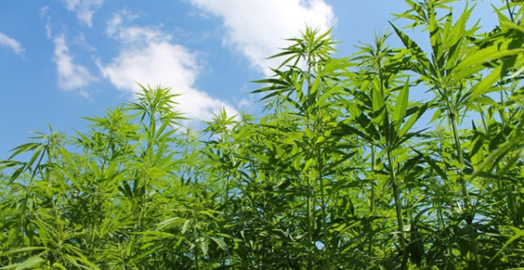 Otkrivena bašta prepuna kanabisa kod Posušja 