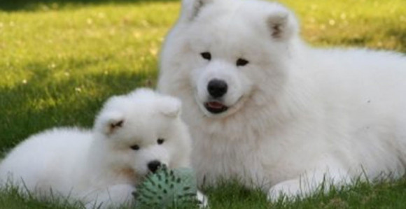 Uvodi se godišnji porez  za vlasnike pasa