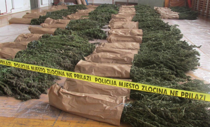 Pljenidba 739 kg marihuane