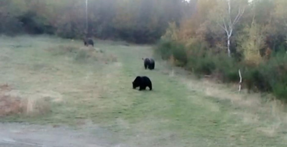 Mede na padinama kod Sarajeva   
