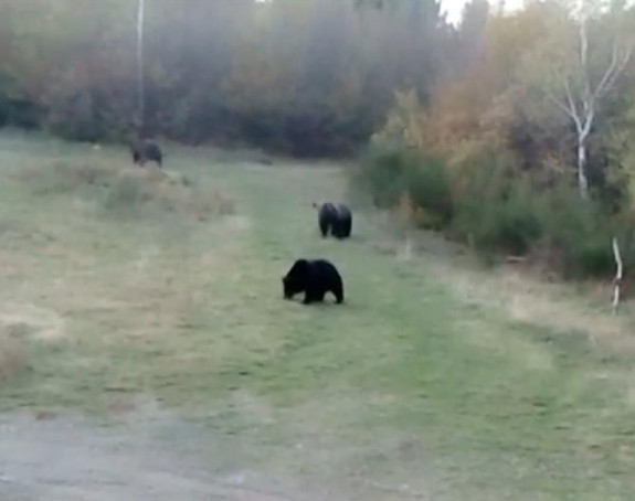 Mede na padinama kod Sarajeva   