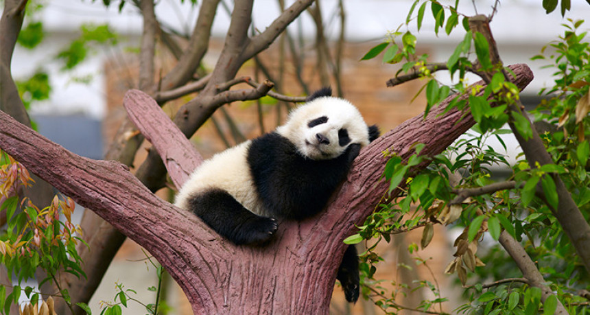 Za 44 godine ostali smo bez 60 posto divljih životinja