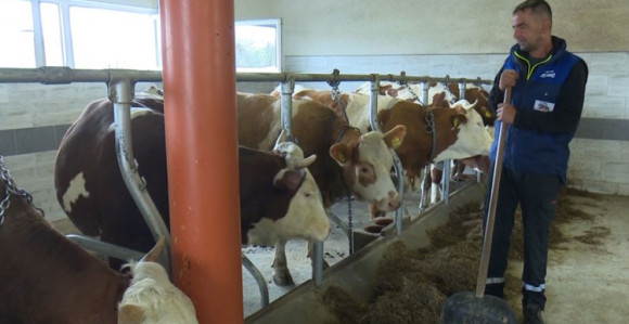 U prvom "hotelu za krave" u BiH puštaju i muziku